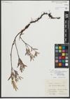 Foto von Salix repens subsp. rosmarinifolia (L.) Andersson